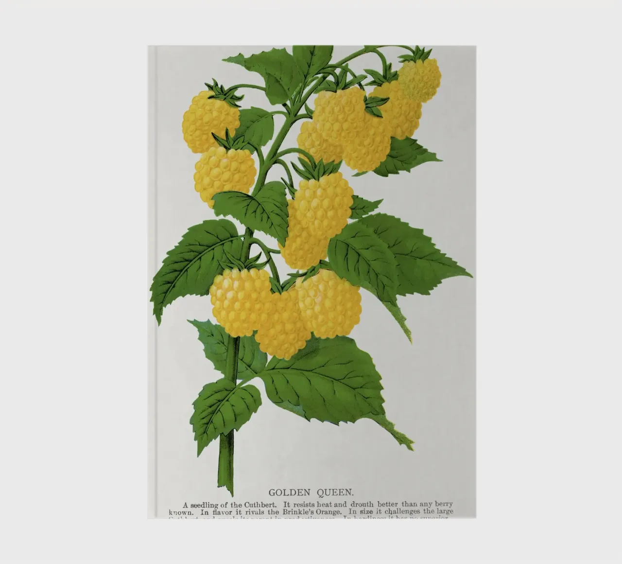 Golden queen raspberry lithograptraduh notebook by vintageshop