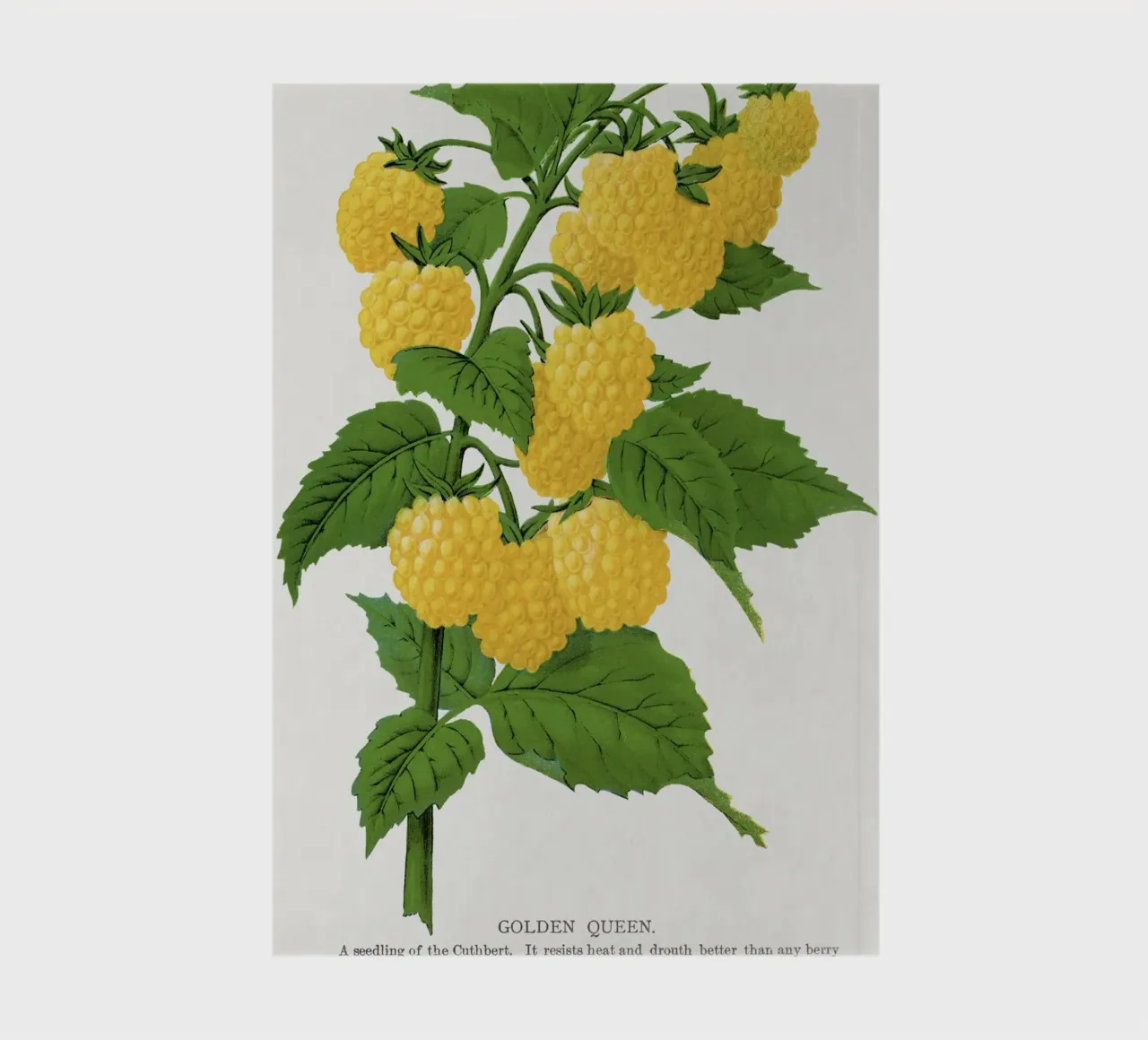 Golden queen raspberry lithograptraduh notebook by vintageshop