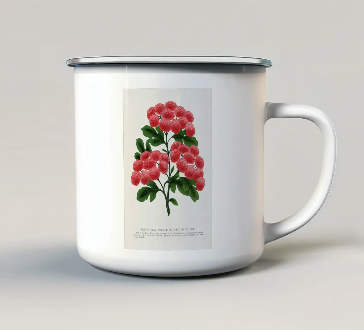 Paul's New Double Flowering Thorn tazza in smalto da vintageshop