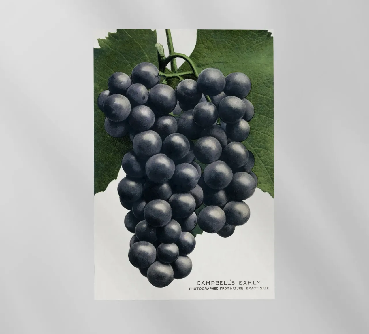 Campbell's Early Grape pellicola backlit da vintageshop