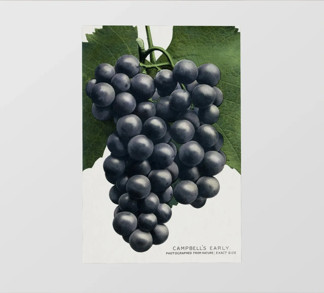 Campbell's Early Grape pellicola backlit da vintageshop