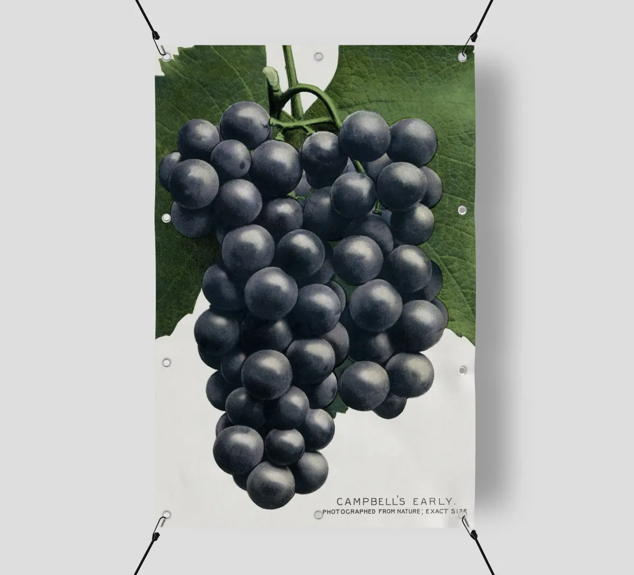 Campbell's Early Grape telo in pvc da vintageshop