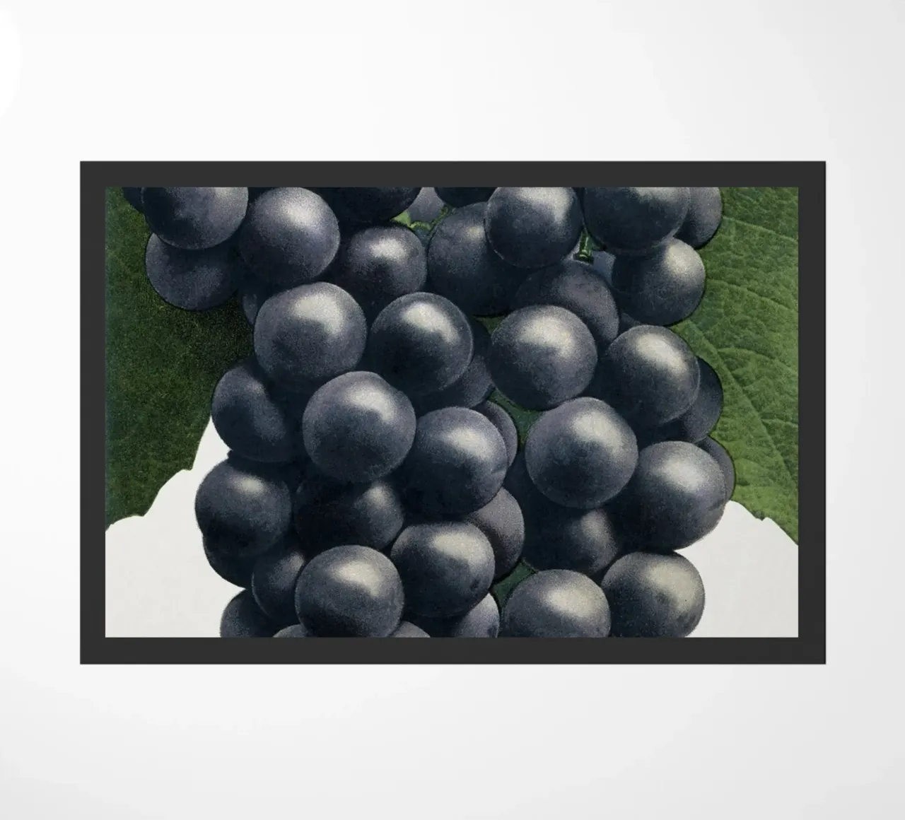 Campbell's Early Grape zerbino da vintageshop