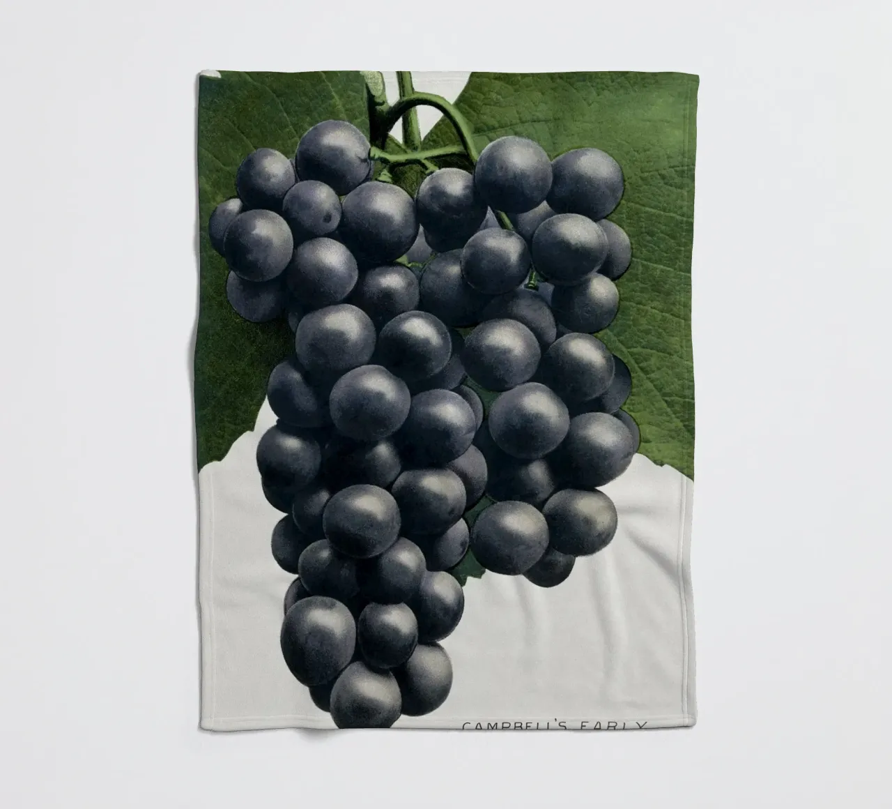 Campbell's Early Grape coperta in pile da vintageshop