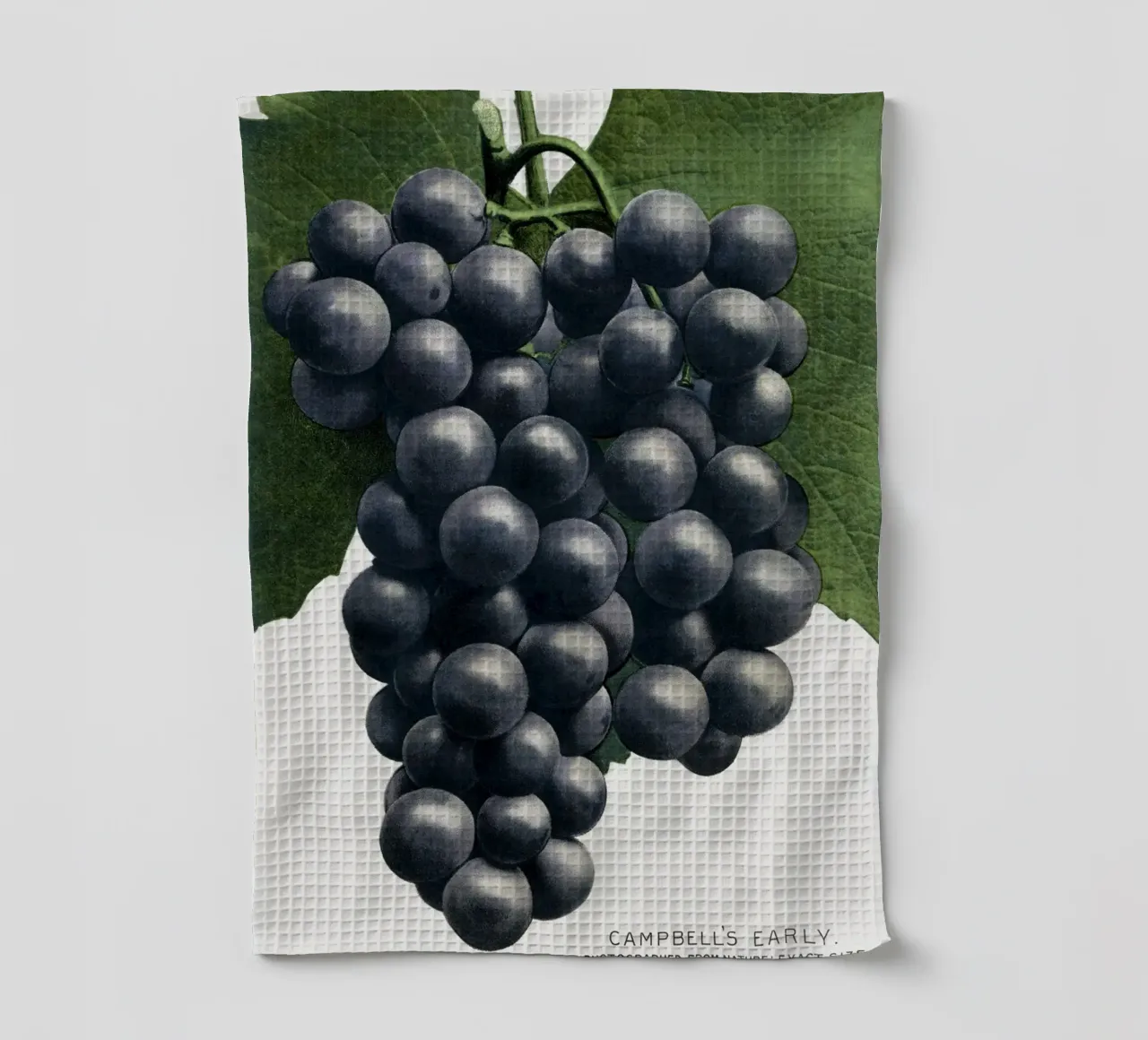 Campbell's Early Grape canovaccio da cucina da vintageshop