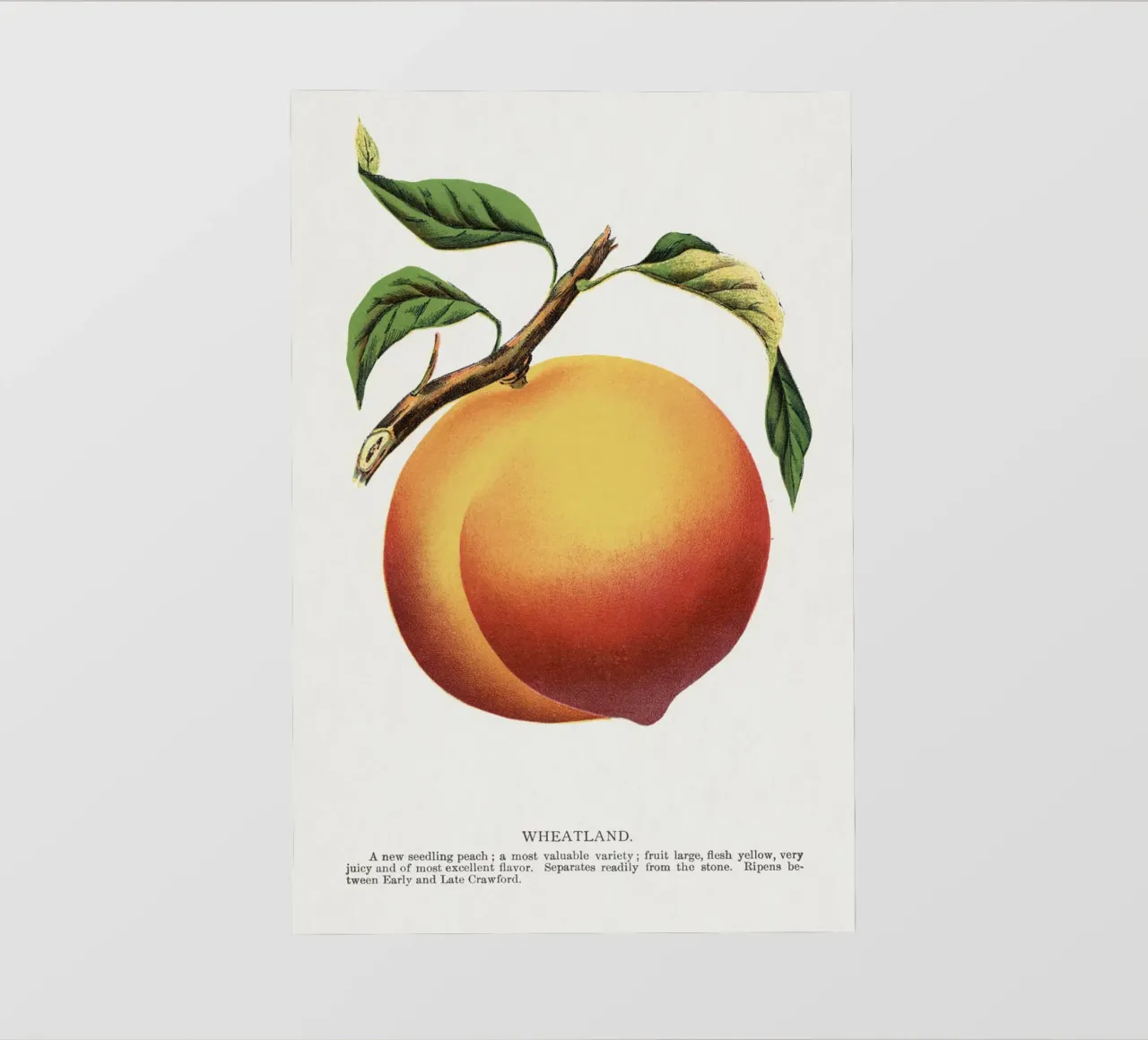 Wheatland peach pellicola backlit da vintageshop