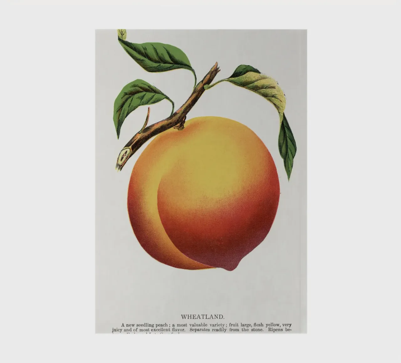 Wheatland peach notebook by vintageshop