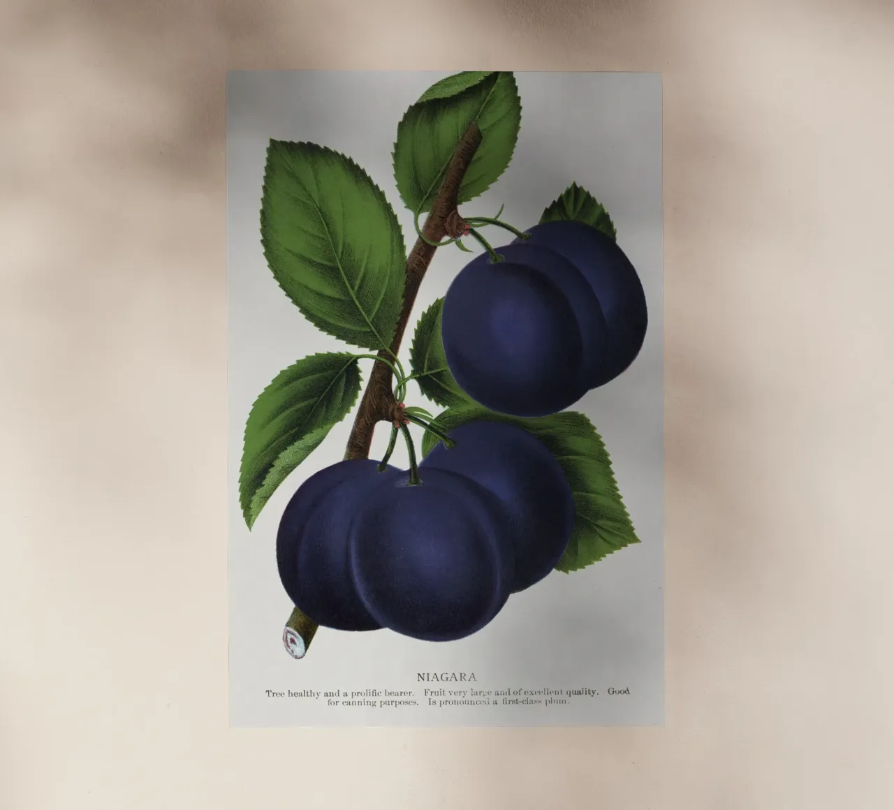 Niagara plum pellicola backlit da vintageshop