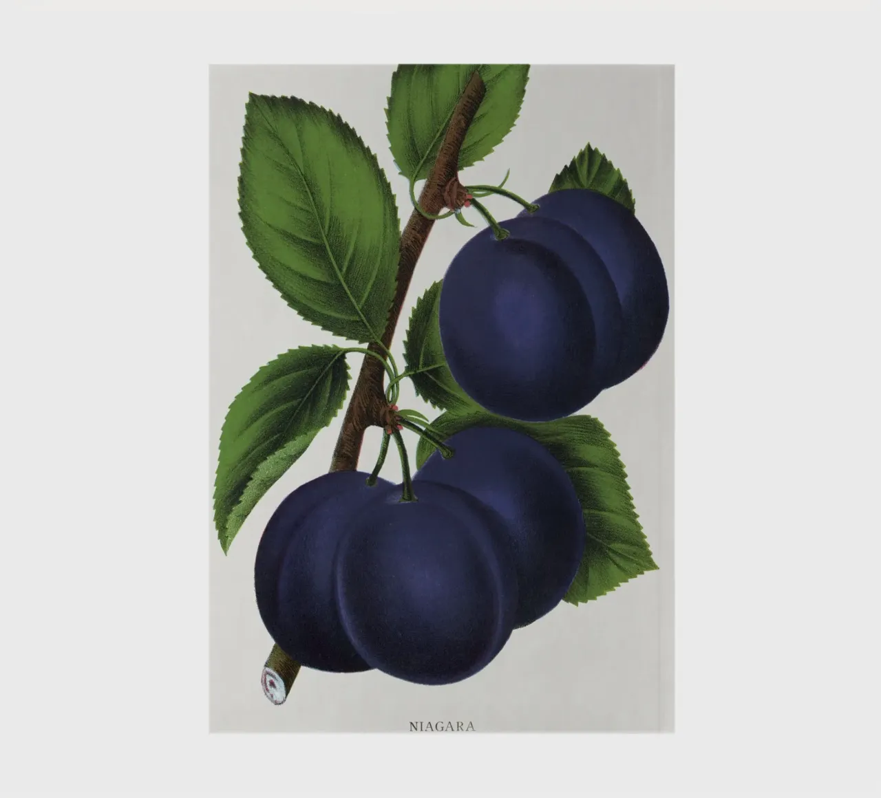 Niagara plum notebook by vintageshop