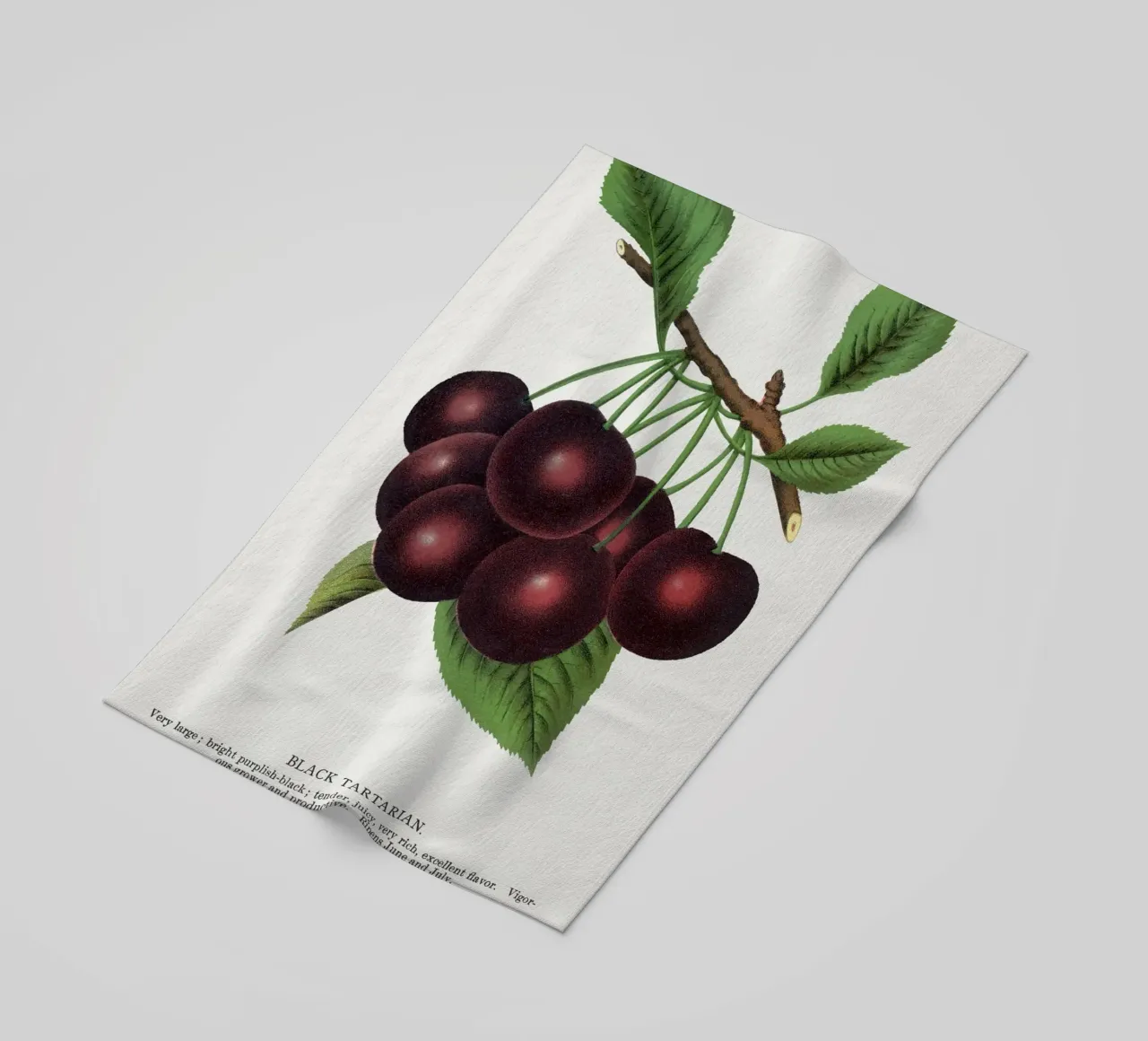 Black Tartarian cherry telo mare da vintageshop