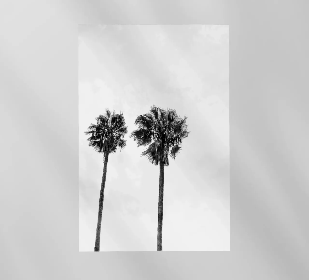 Palm trees in Marrakesh pellicola backlit da photolovers