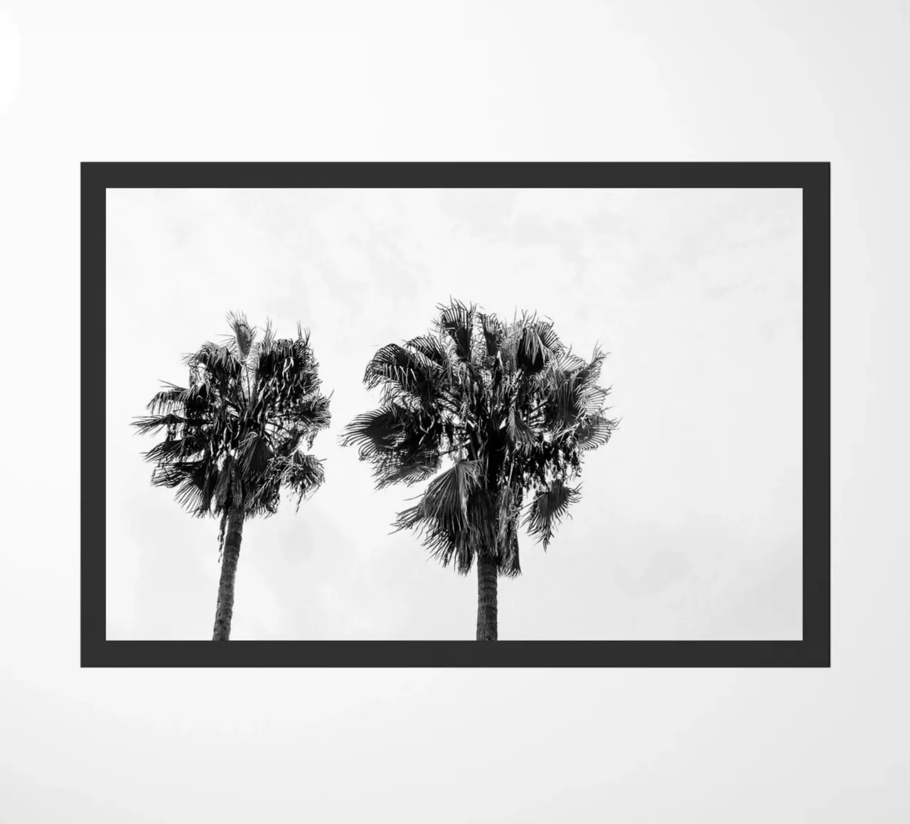 Palm trees in Marrakesh zerbino da photolovers