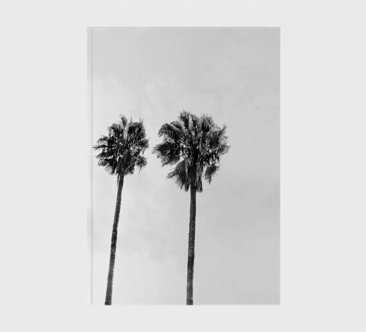 Palm trees in Marrakesh diario da photolovers