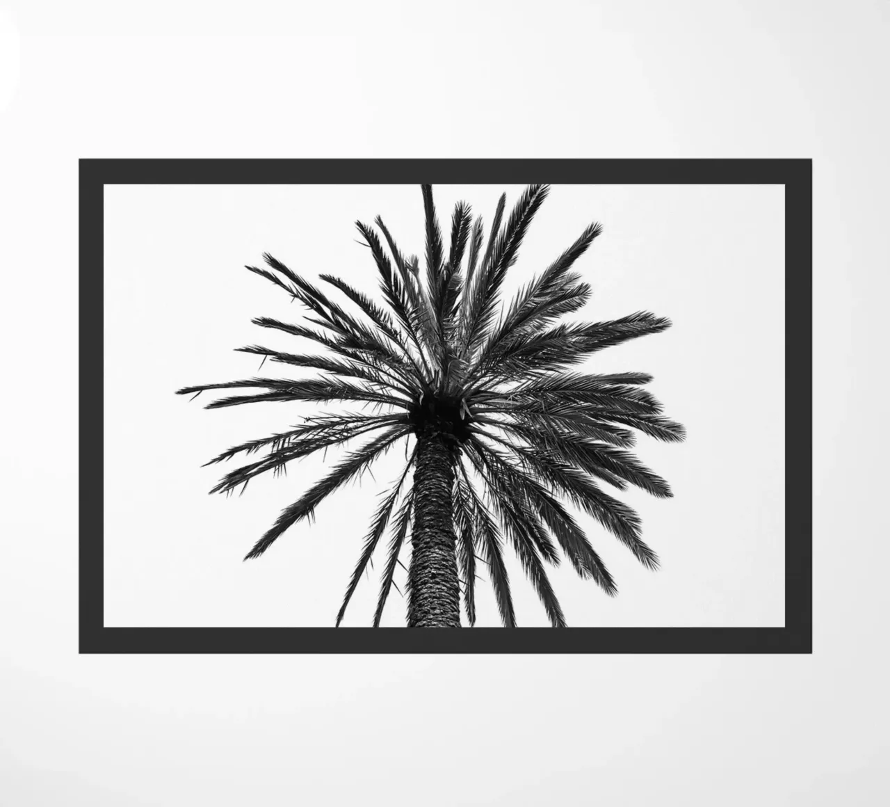 Palm tree in Marrakesh zerbino da photolovers