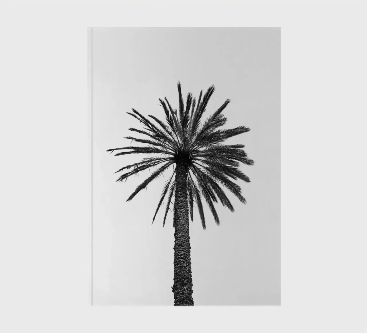 Palm tree in Marrakesh notebook by photolovers