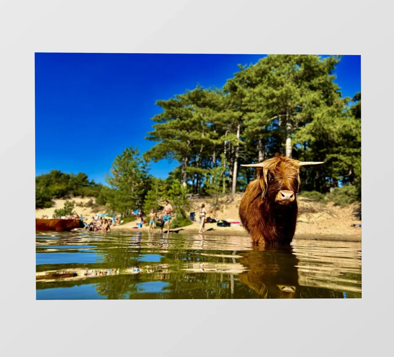 Mucca delle Highlands pellicola backlit da RealLifeMoments