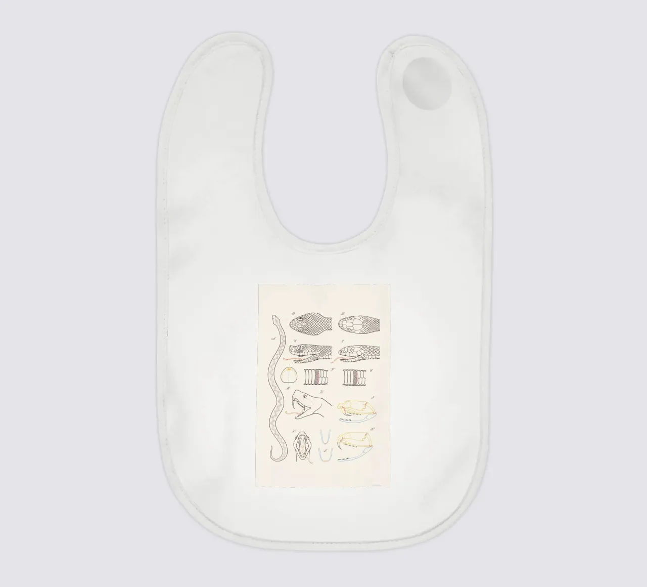 Serpent bavaglino da Astër