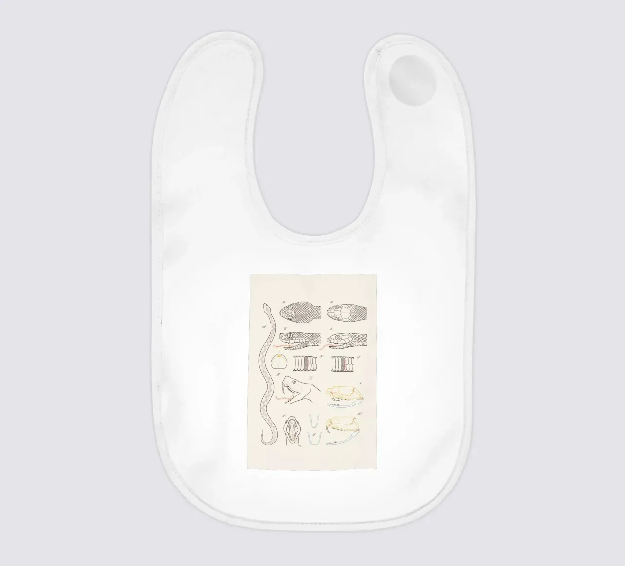 Serpent bavaglino da Astër