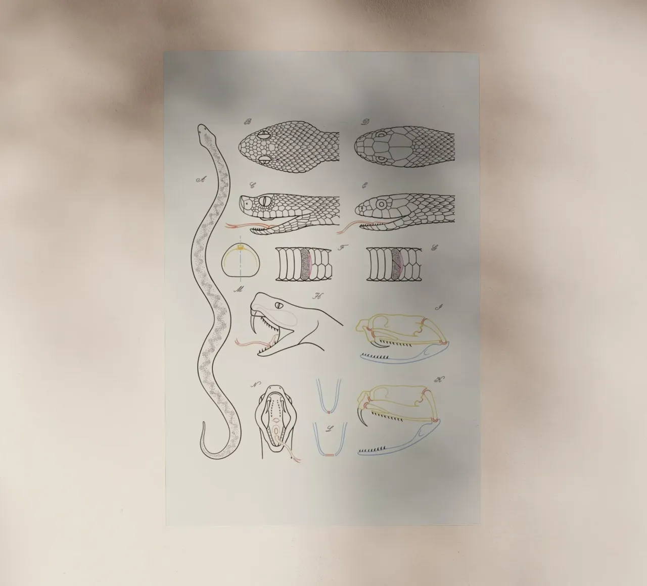 Serpent pellicola backlit da Astër