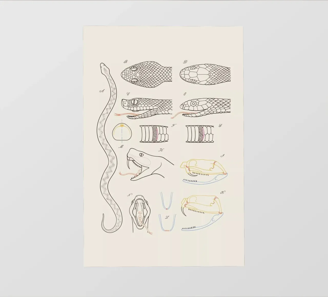 Serpent pellicola backlit da Astër