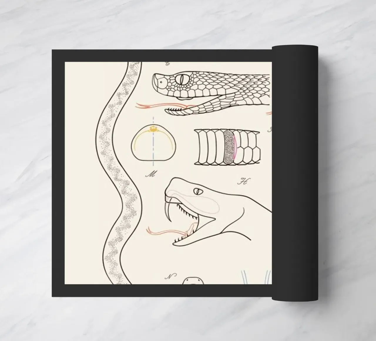 Serpent deurmat van Astër