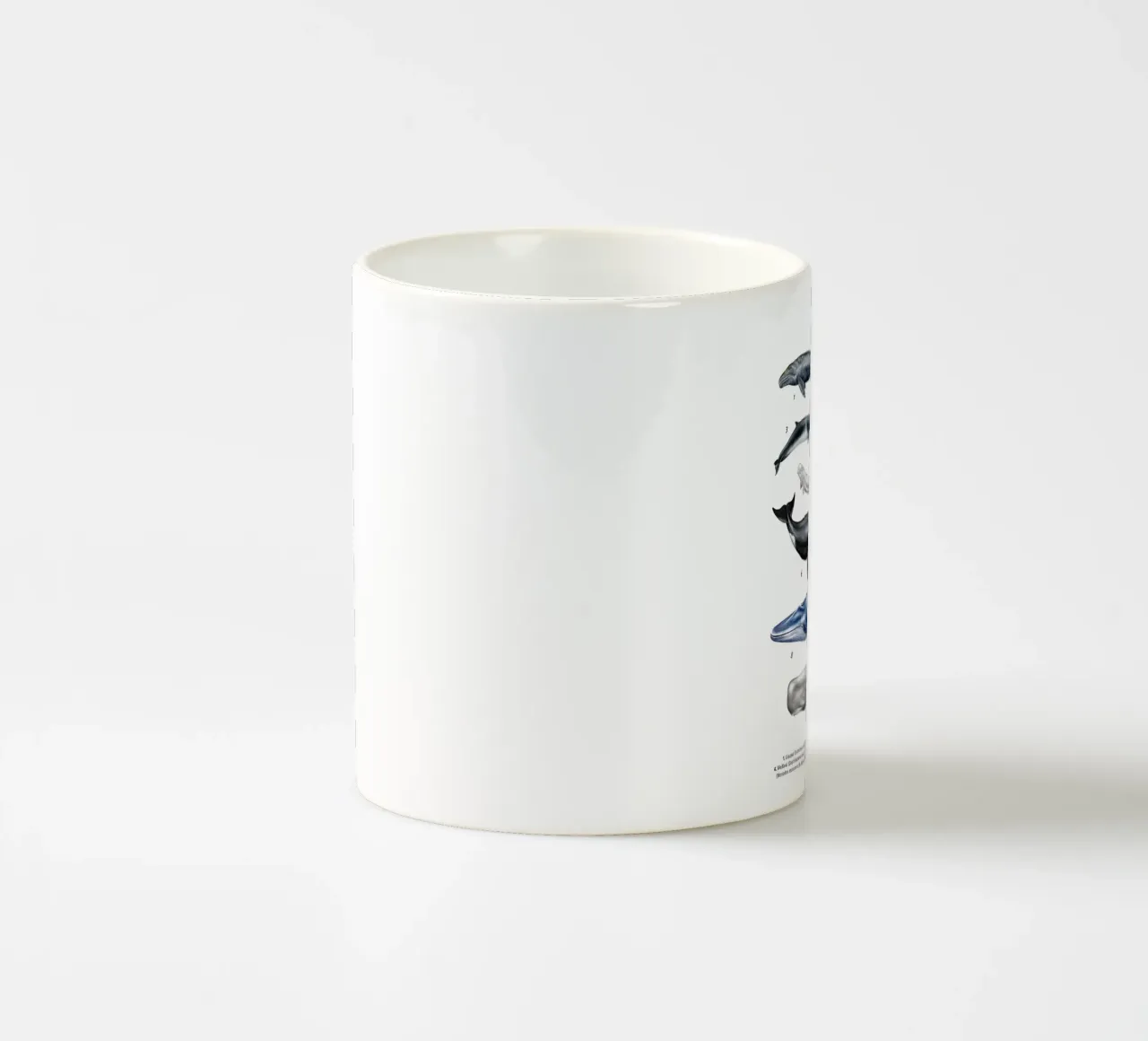 Wale & Delfine Nr.02 • Arten entdecken Lernbild Illustration ceramic mug by Moonlit Illustrations
