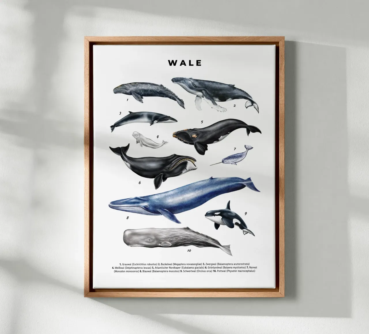 Wale & Delfine Nr.02 • Arten entdecken Lernbild Illustration tela con Cornice a cassetta da Moonlit Illustrations