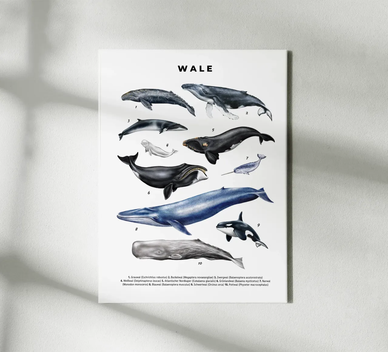 Wale & Delfine Nr.02 • Arten entdecken Lernbild Illustration tela con Cornice a cassetta da Moonlit Illustrations