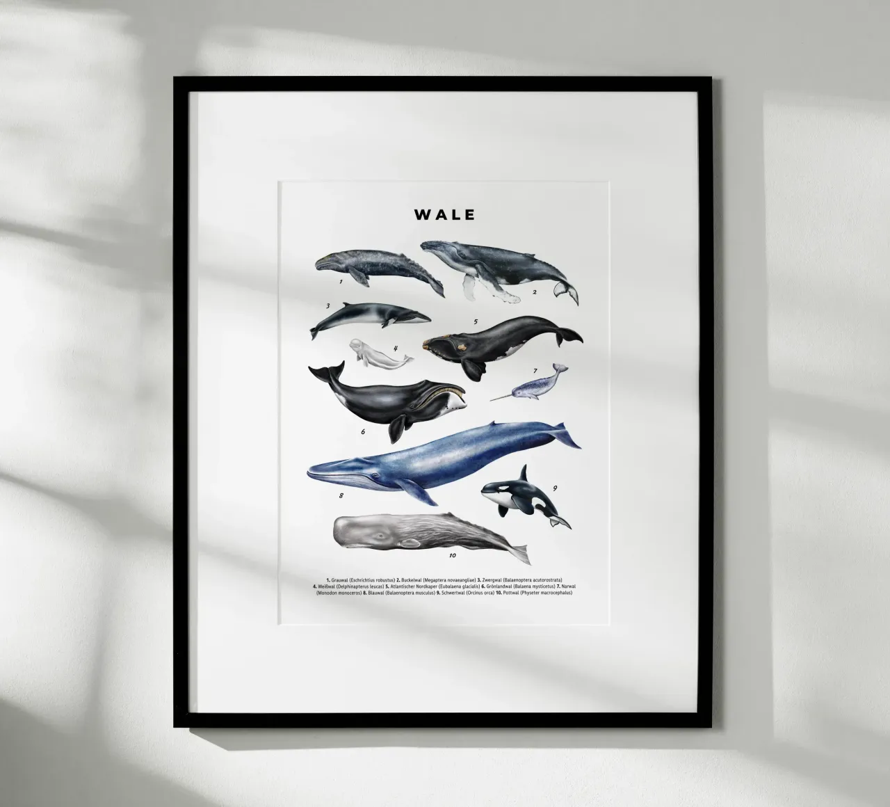 Wale & Delfine Nr.02 • Arten entdecken Lernbild Illustration poster da Moonlit Illustrations