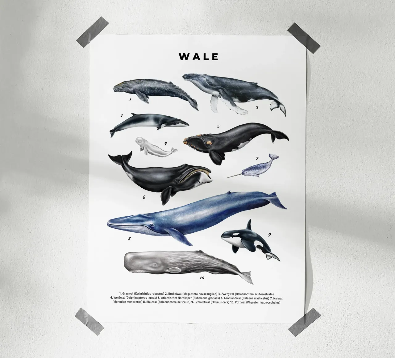 Wale & Delfine Nr.02 • Arten entdecken Lernbild Illustration poster da Moonlit Illustrations