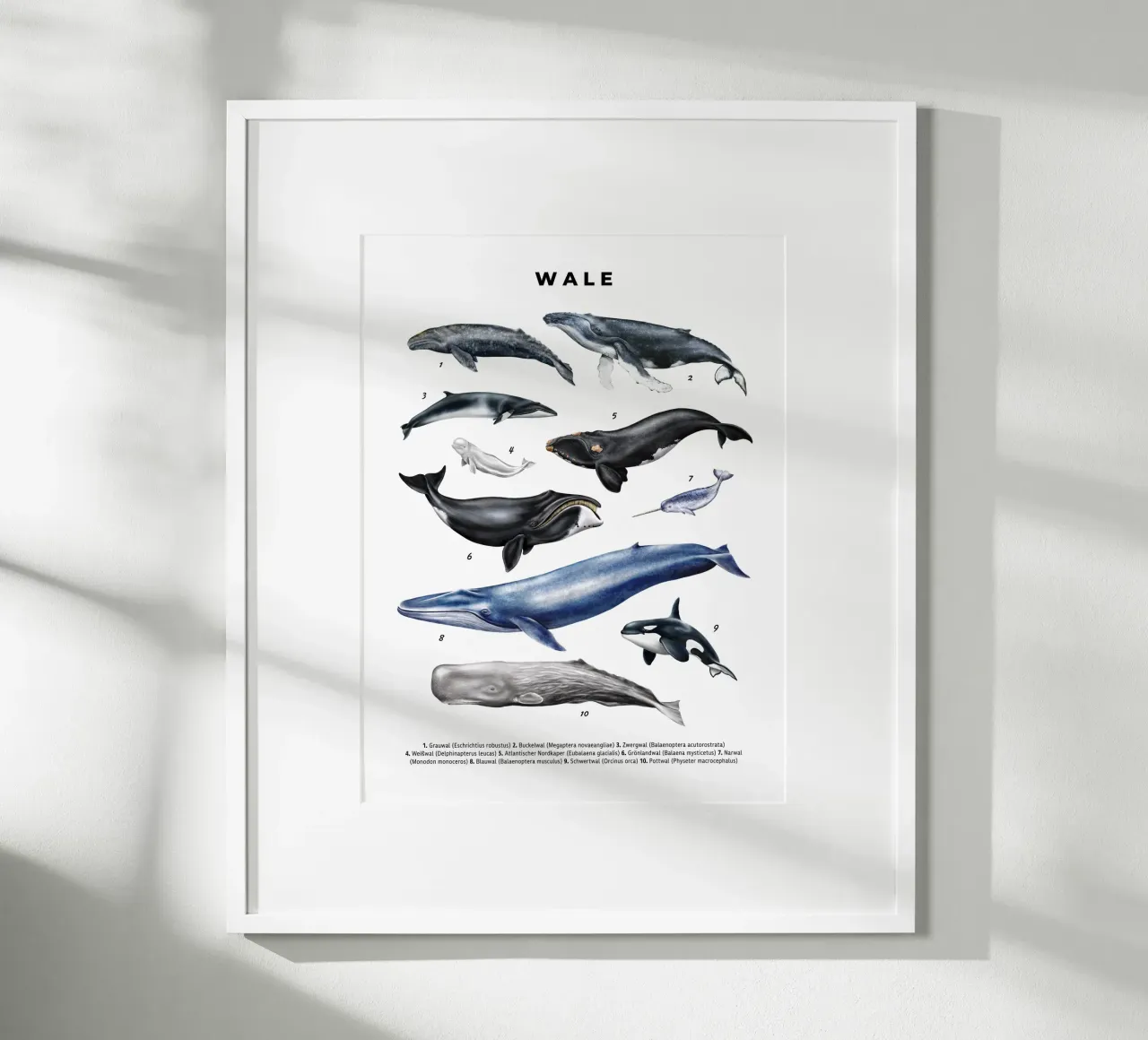 Wale & Delfine Nr.02 • Arten entdecken Lernbild Illustration poster da Moonlit Illustrations