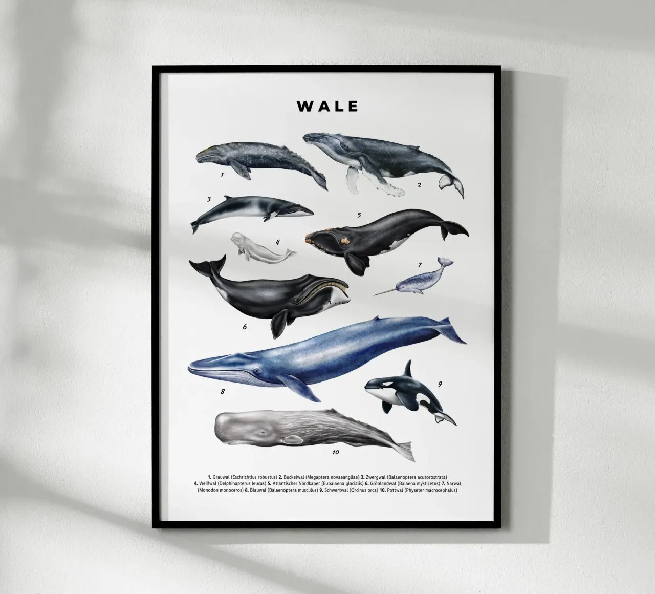 Wale & Delfine Nr.02 • Arten entdecken Lernbild Illustration poster da Moonlit Illustrations