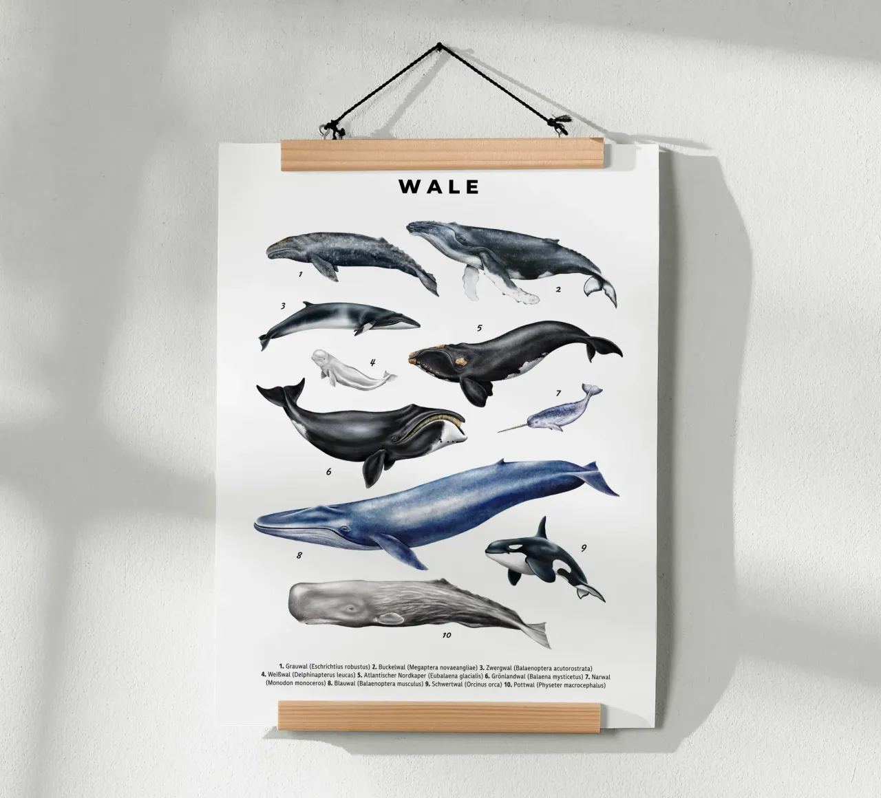 Wale & Delfine Nr.02 • Arten entdecken Lernbild Illustration poster da Moonlit Illustrations
