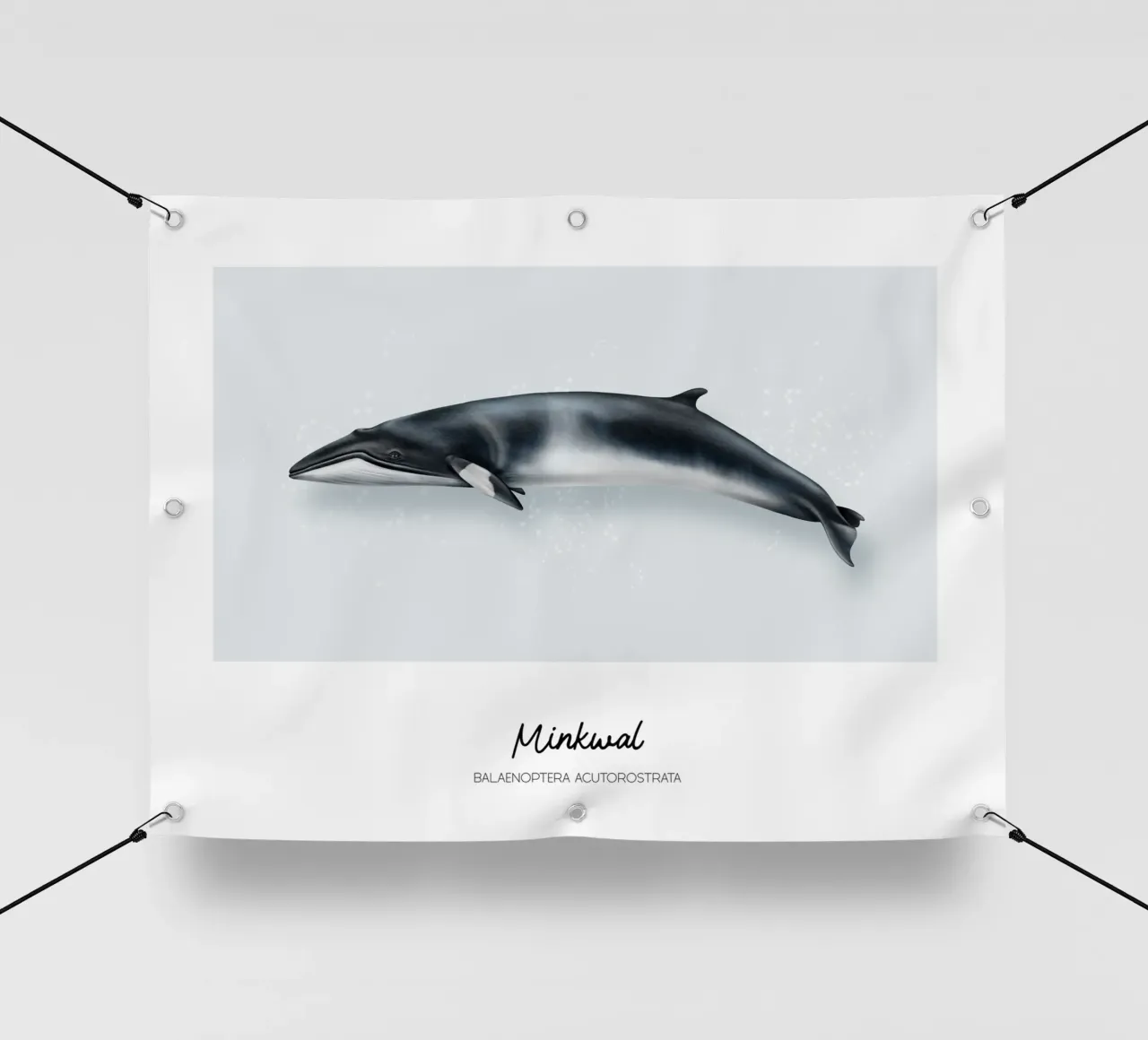 Minkwal (Zwergwal) • Wale & Delfine Illustration telo in pvc da Moonlit Illustrations