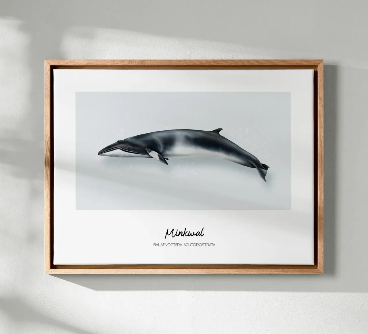 Minkwal (Zwergwal) • Wale & Delfine Illustration canvas by Moonlit Illustrations
