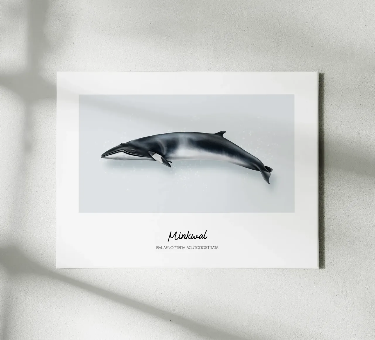 Minkwal (Zwergwal) • Wale & Delfine Illustration canvas by Moonlit Illustrations