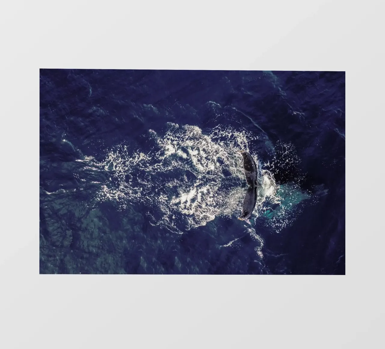 Whale telo in pvc da ROBERTO H