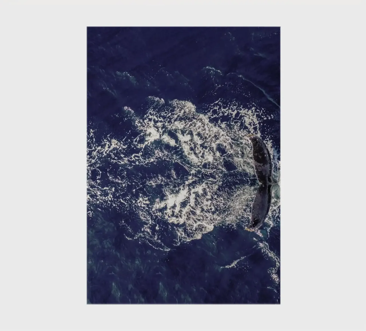 Whale notebook by ROBERTO H