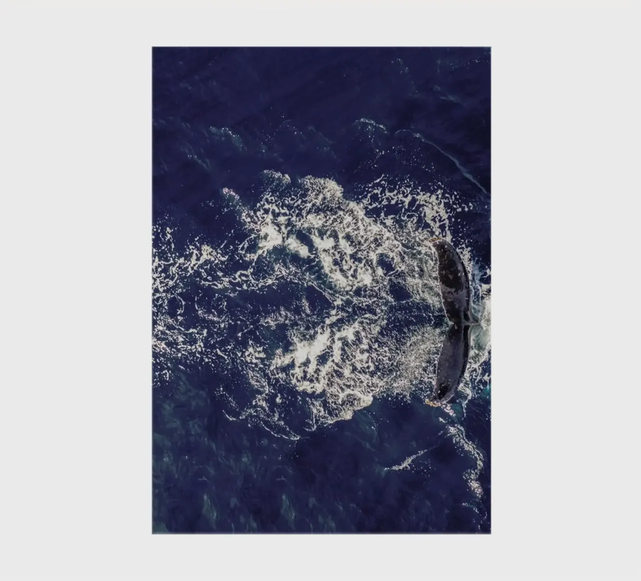 Whale notebook by ROBERTO H