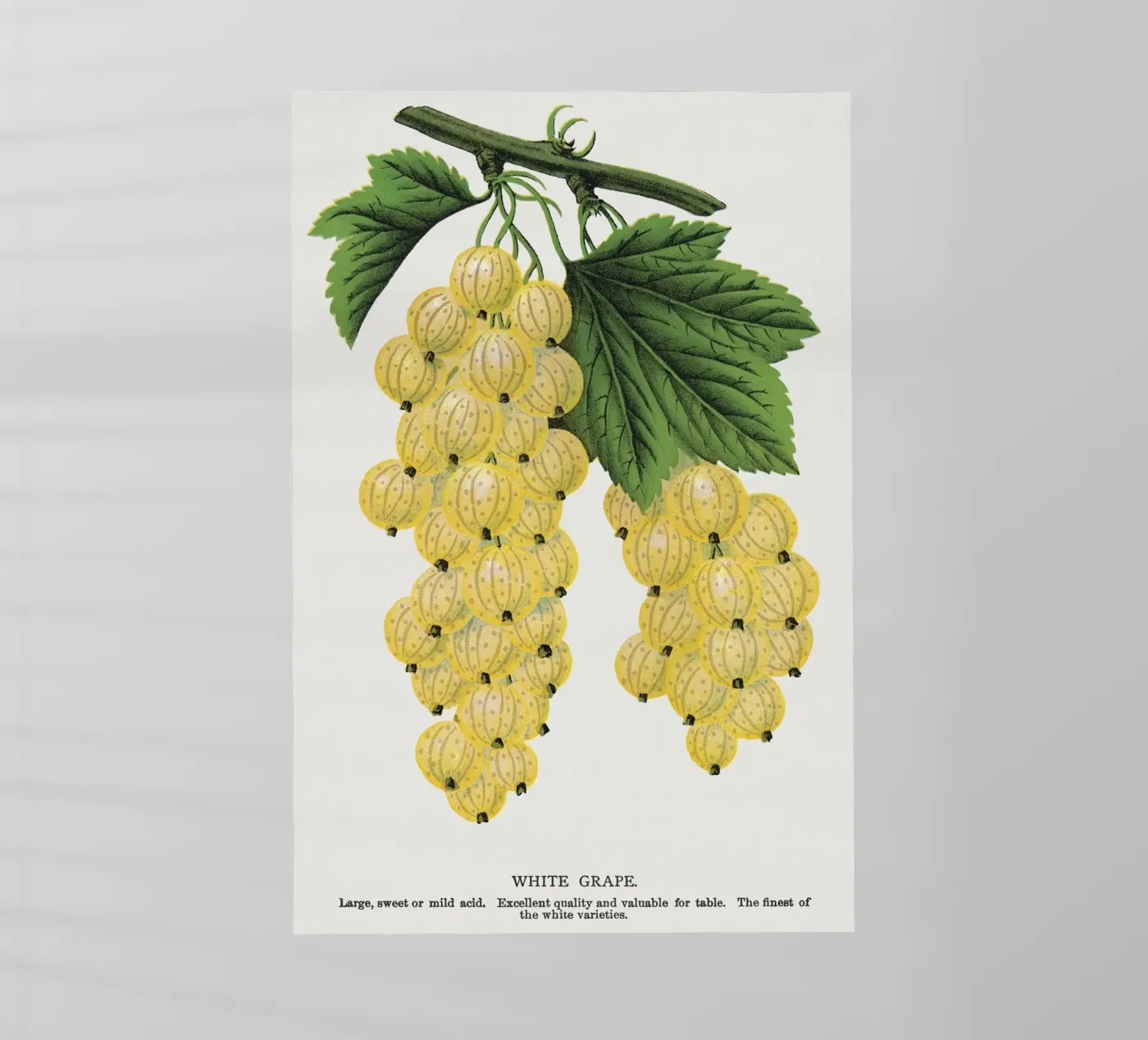 White grape pellicola backlit da vintageshop