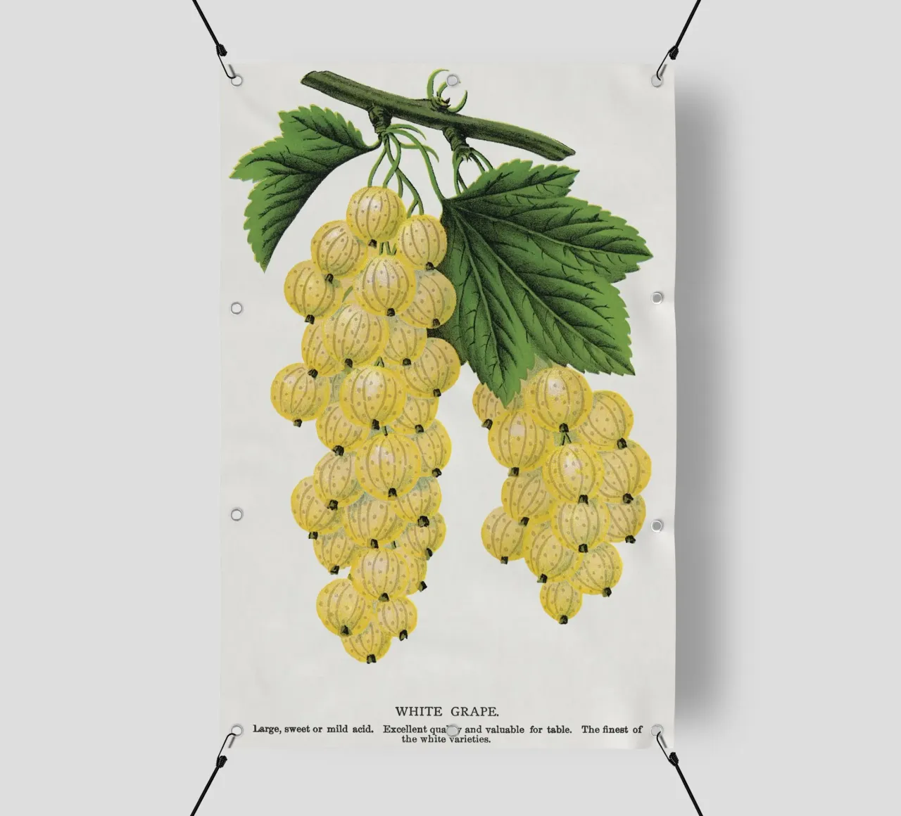 White grape telo in pvc da vintageshop