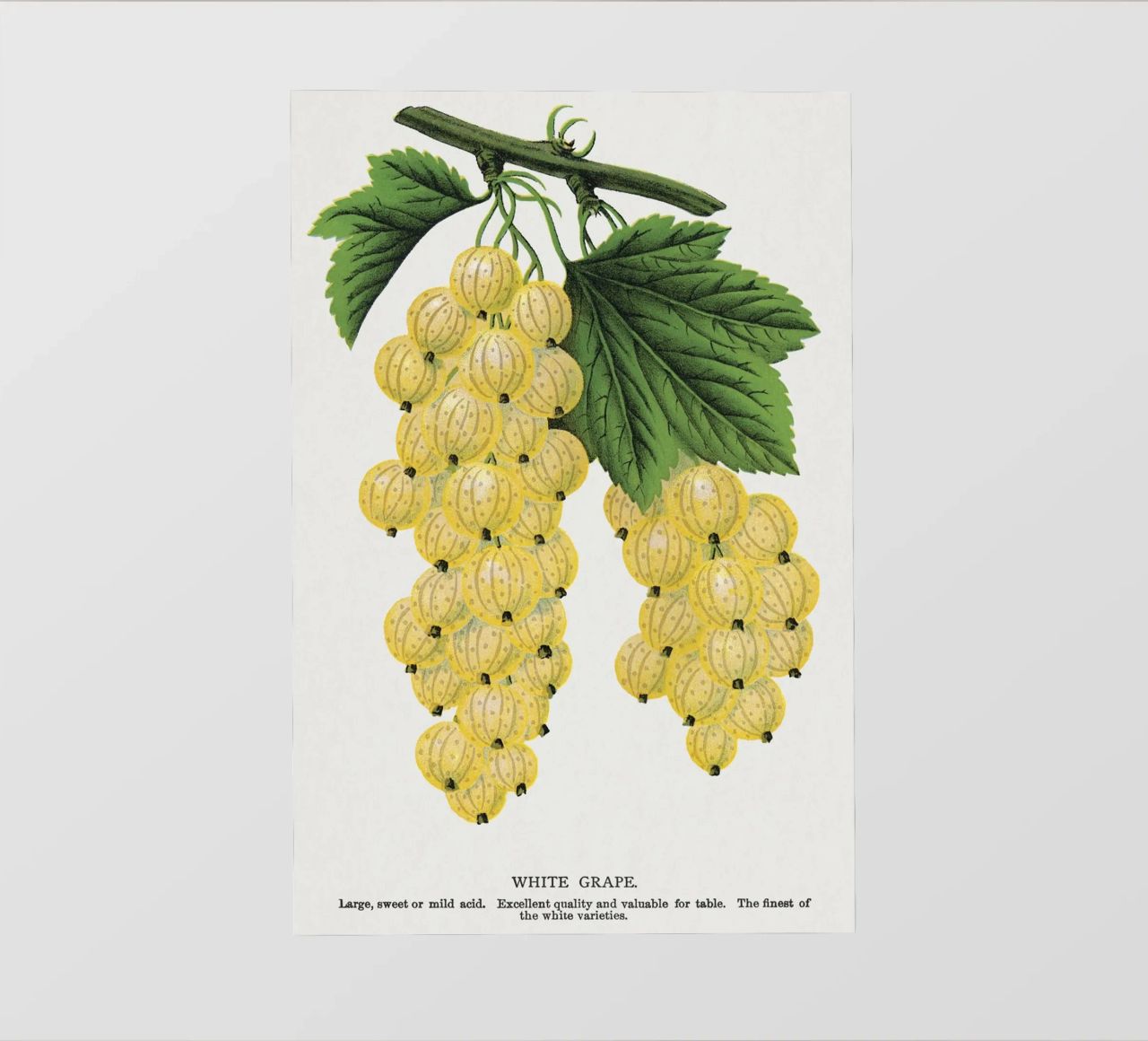 White grape telo in pvc da vintageshop