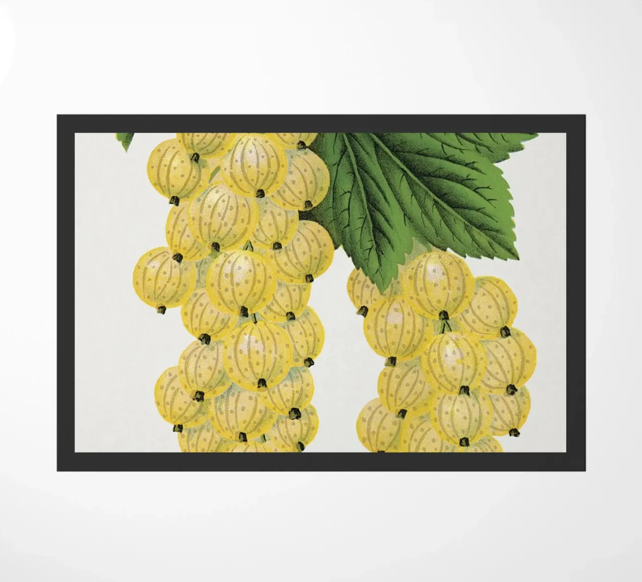 White grape zerbino da vintageshop