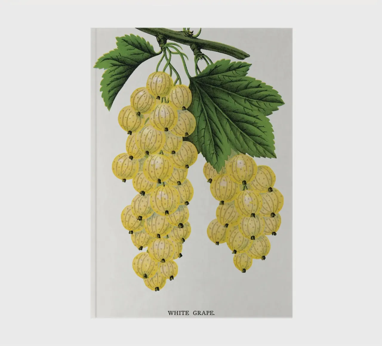 White grape notebook by vintageshop