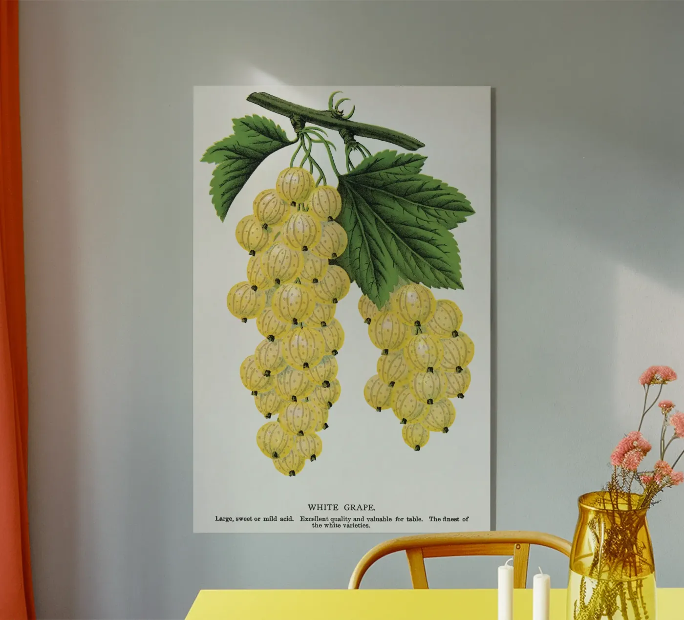 White grape Acryl-Glas von vintageshop