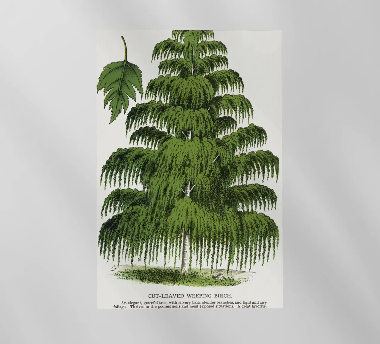 Weeping Birch tree pellicola backlit da vintageshop