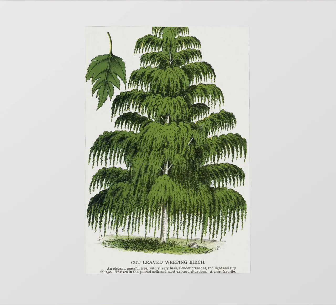 Weeping Birch tree pellicola backlit da vintageshop