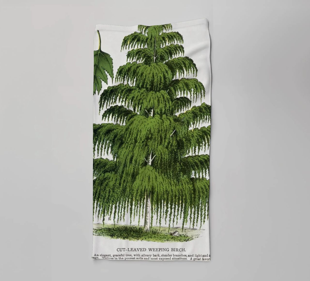 Weeping Birch tree asciugamano da bagno da vintageshop