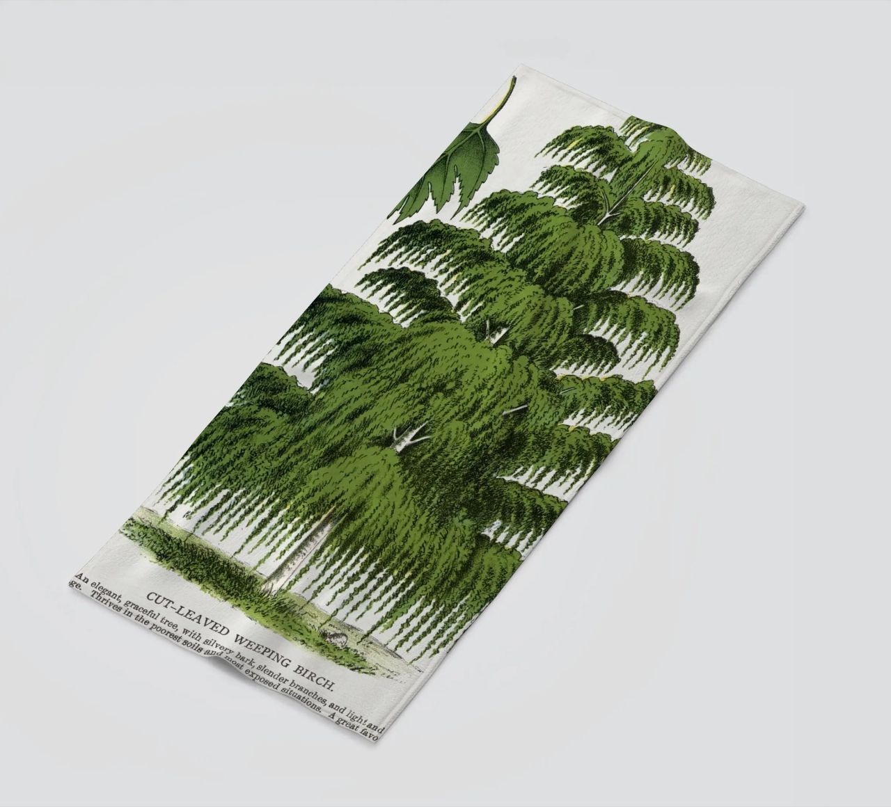 Weeping Birch tree telo mare da vintageshop