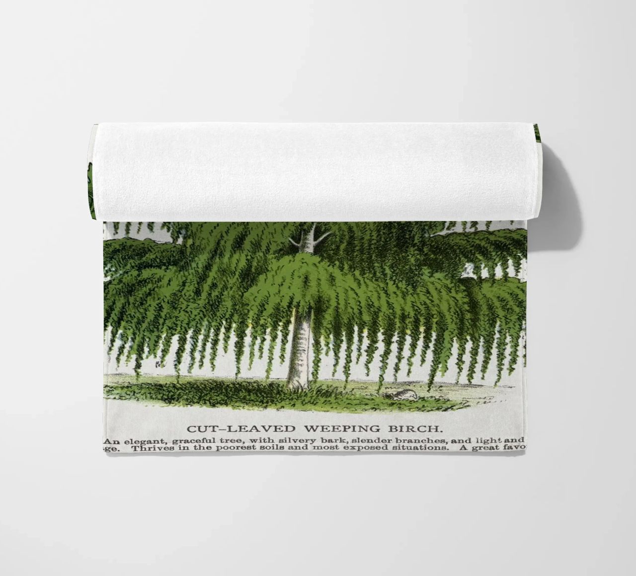 Weeping Birch tree telo mare da vintageshop